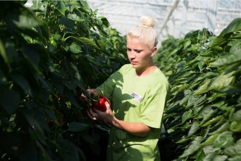 Praca na wakacje – kierunek: Holandia