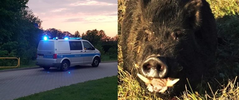 Atak ogromnego dzika w Olsztynie. Mężczyzna ratował się ucieczką do jeziora