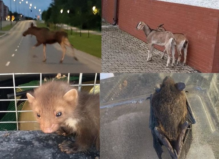 Łoś, kozy, kuna, pszczoły, jeże i nietoperze. Pracowity dzień Straży Miejskiej w Olsztynie [FOTO]
