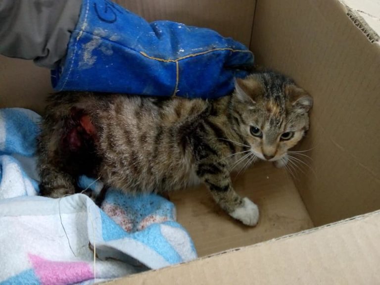 Olsztyn: Niepilnowany pies żywcem wyrwał kotce całą tylną łapkę wraz ze stawem i kawałkiem miednicy