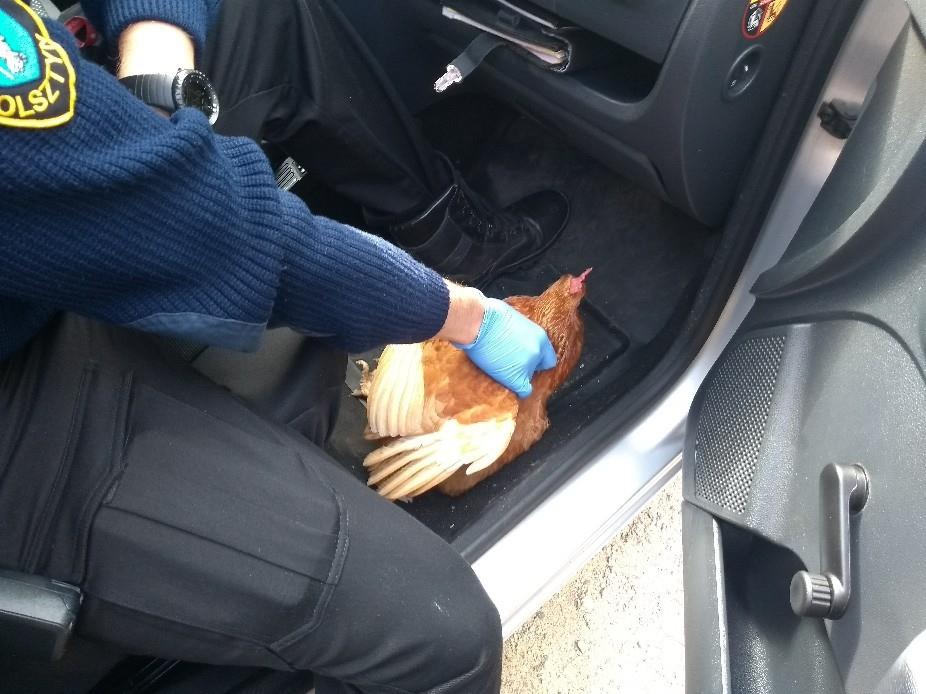 Komuś na Jarotach uciekła kura