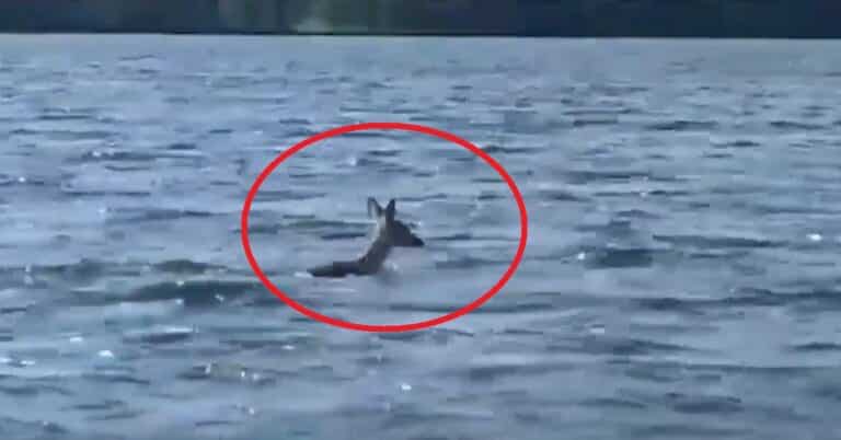 Pływająca sarna. Nietypowa interwencja olsztyńskiej policji [WIDEO]
