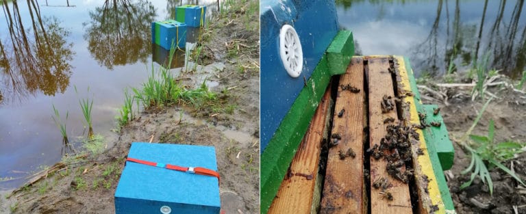 Wandal wrzucił pszczelarzowi ule do stawu. Policja złapała sprawcę