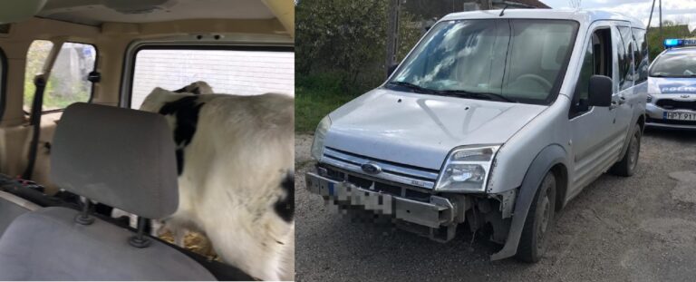 W Fordzie przez miasto przewoził dwa cielaki [FOTO]