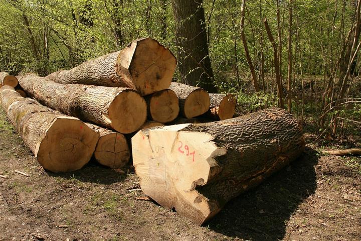 Zła wiadomość. Niestety zostanie wycięte  20 ha lasu w sąsiedztwie olsztyńskiego lotniska „Dajtki”