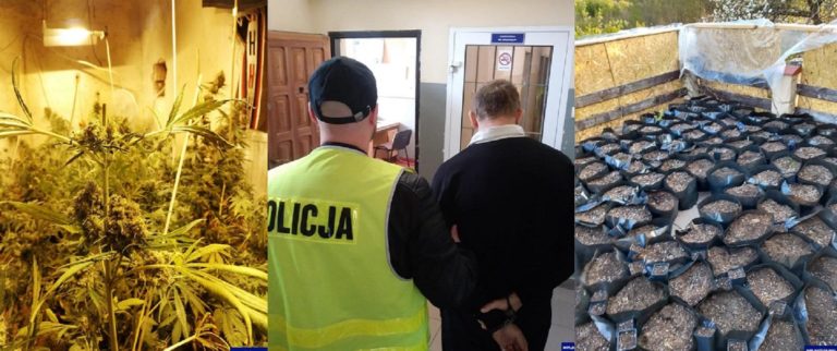 Dw&oacute;ch mieszkańc&oacute;w Olsztyna związanych z pseudokibicami zatrzymanych za plantację narkotyk&oacute;w [WIDEO]