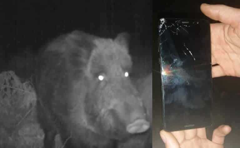 Jest pierwsza ofiara ataku dzika w Olsztynie? Zwierzę uszkodziło mu telefon