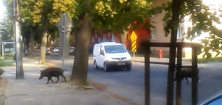 Czy dziki są dużym zagrożeniem? Tak twierdzą przedstawiciele osiedla Podleśna [WIDEO]