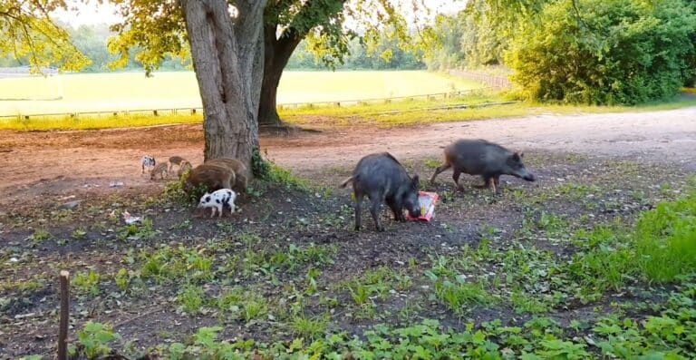 Na Zatorzu ludzie dokarmiają dziki&hellip; wafelkami i chipsami [WIDEO]