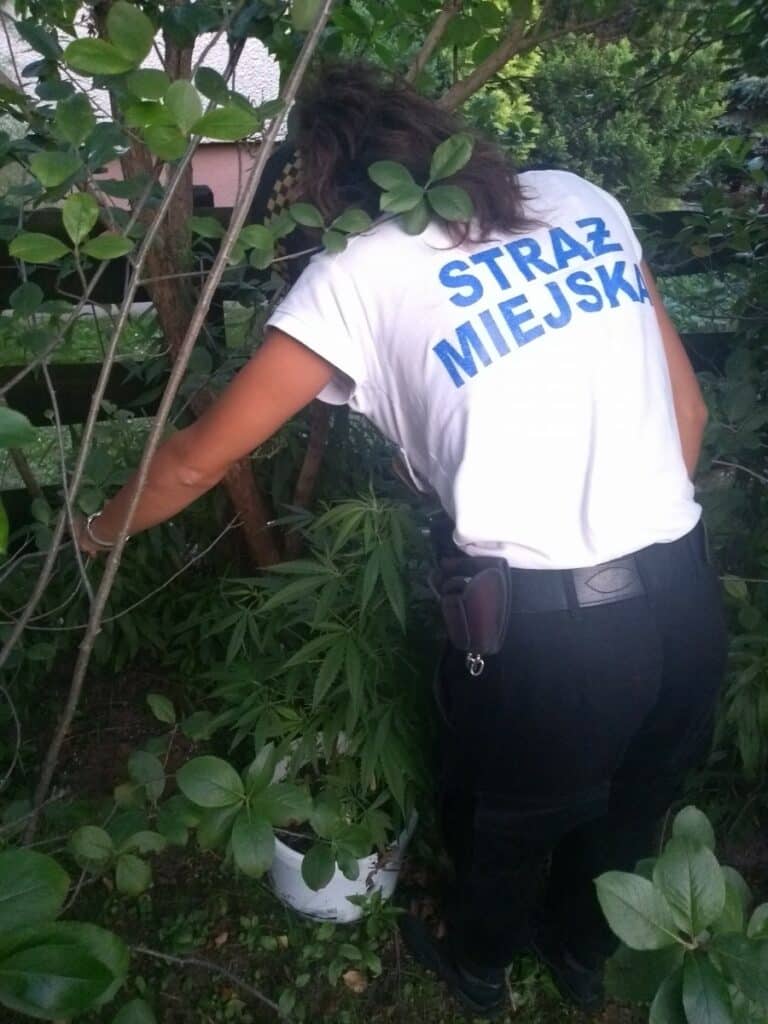 Na Brzezinach ktoś podrzucił do ogrodu doniczkę z krzakiem marihuany?