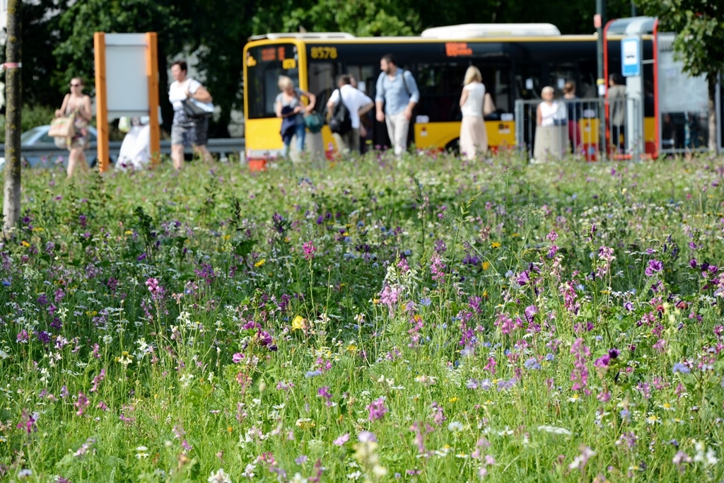 Giżycko będzie miało miejskie łąki zamiast trawnik&oacute;w i hotele dla owad&oacute;w