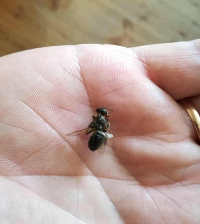 Owad zaatakował turystów w muzeum. Zażądali zwrotu kosztów biletów