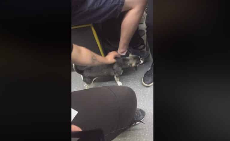 Samotny piesek jeździł olsztyńskim tramwajem. Szukamy właściciela [WIDEO]