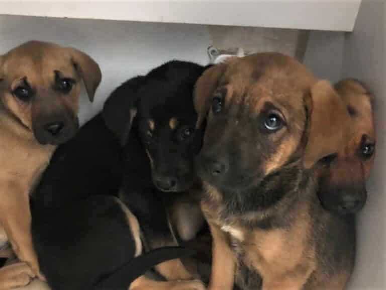 Ktoś porzucił cztery szczeniaki [WIDEO]