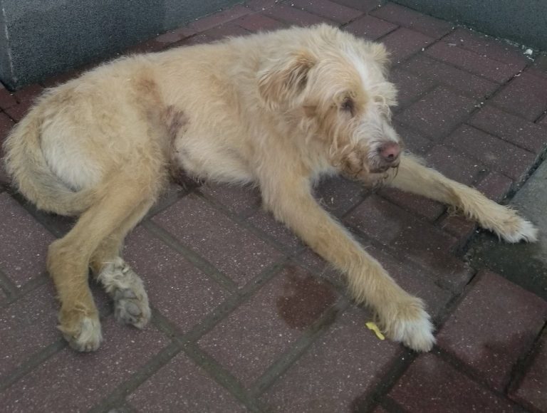 Kolejny pies pozostawiony bez opieki