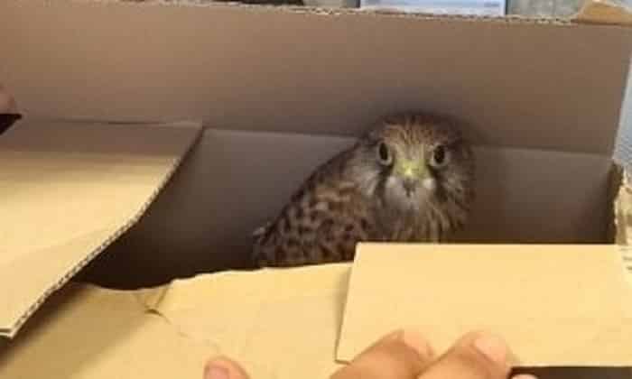 Ranna pustułka na Jarotach