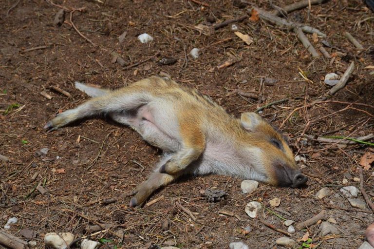 Dziki w Olsztynie będą usypiane. Ujawniamy plan ratusza