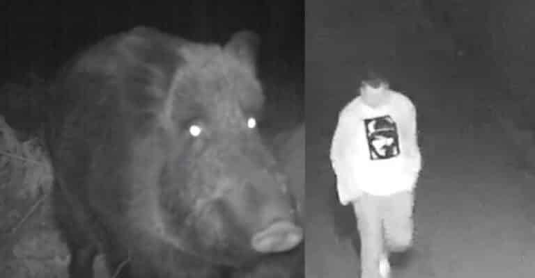 Radek m&oacute;gł utonąć bo uciekał przed dzikami? Prywatny detektyw zakończył śledztwo