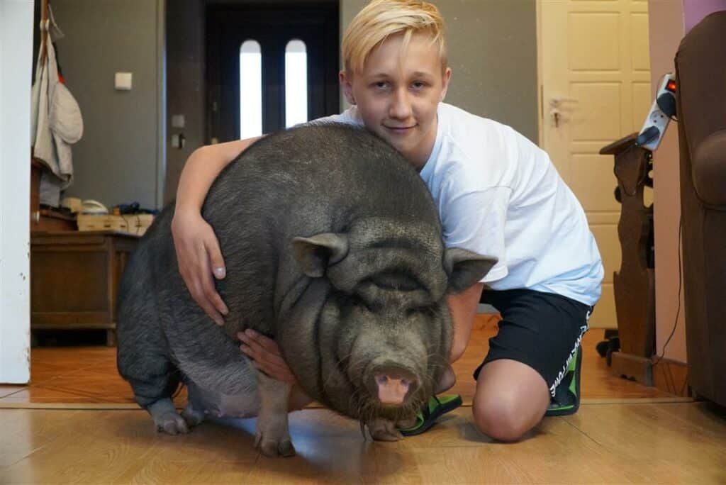 Świnka NONO uratowała mu życie. 14-letni Paweł jest ciężko chory, a NFZ odmówił pomocy [WIDEO]