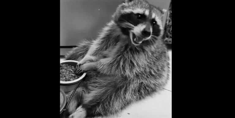 Szop Edward nie żyje