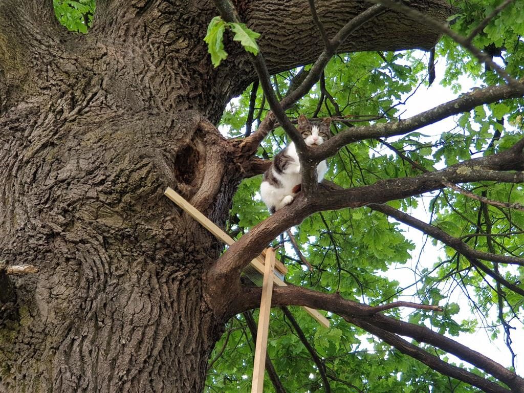Kot Borys mieszka w dziupli. Od pięciu lat nie zszedł z drzewa [FOTO]