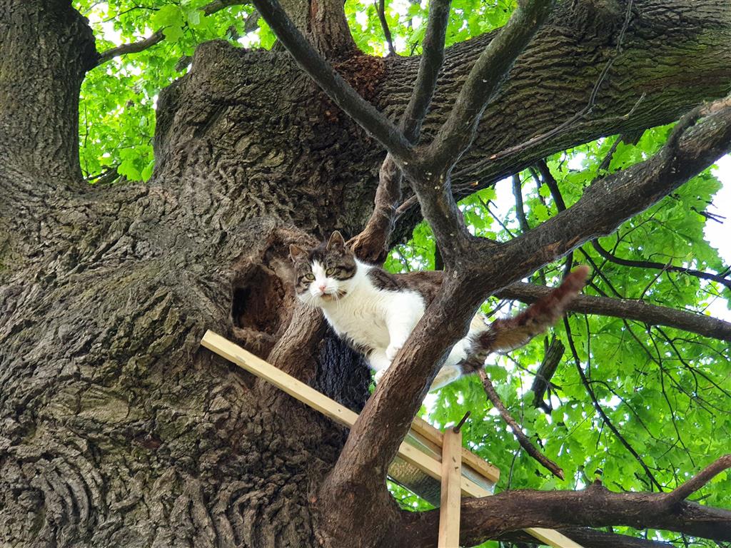 Kot Borys mieszka w dziupli. Od pięciu lat nie zszedł z drzewa [FOTO]