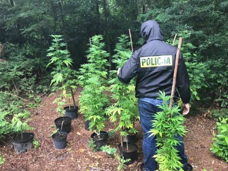 Leśnik natrafił na plantację narkotyków