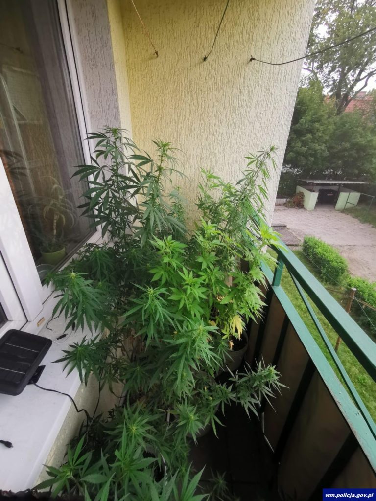 Olsztyńscy policjanci zlikwidowali dwie plantacje narkotyk&oacute;w. Jedną w piwnicy, drugą na&hellip; balkonie [FOTO]