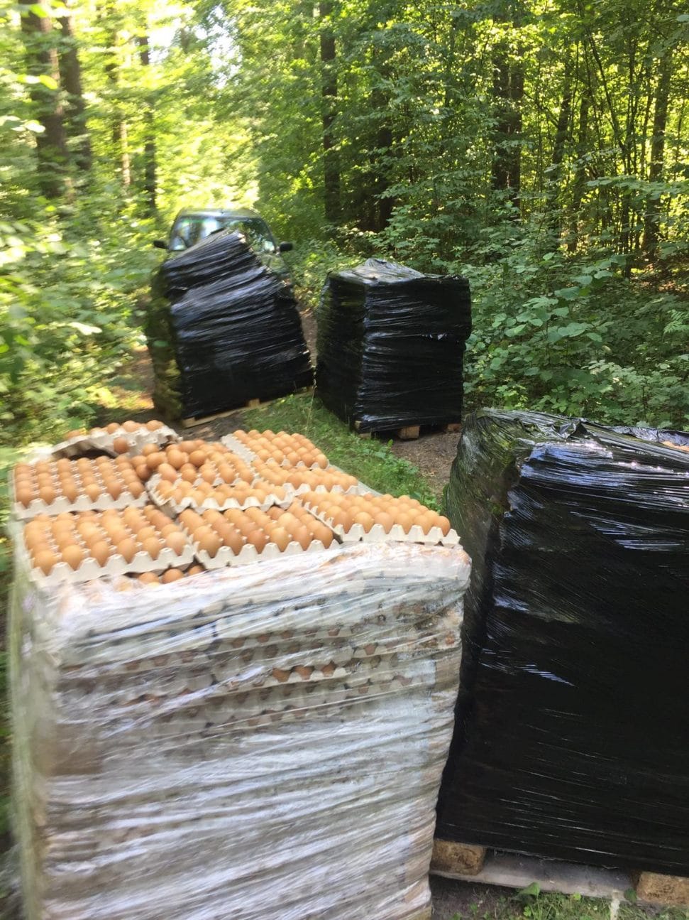 W lesie pod Olsztynem ktoś porzucił kilka tysięcy… jajek