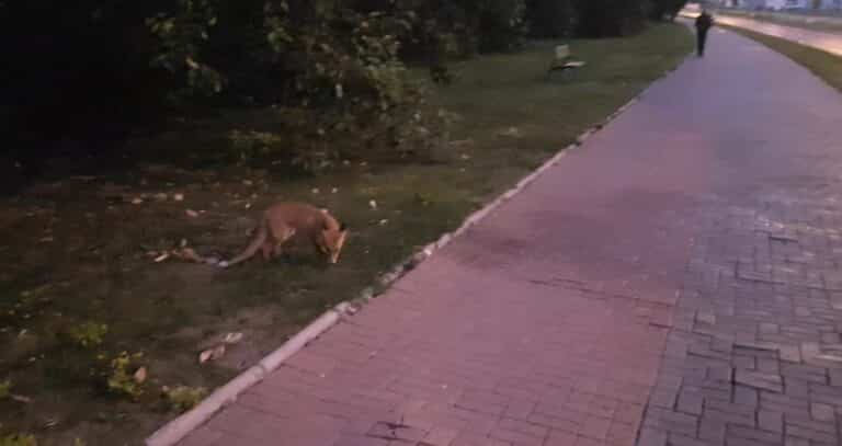Najpierw dziki, teraz lisy? Chodzą po Olsztynie i niczego się nie boją [WIDEO]