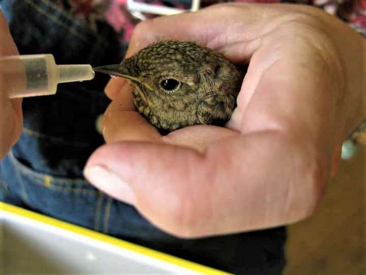 Pod Olsztynem otwarto ptasi szpital dla dzikich ptaków