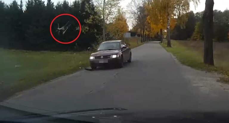 Sarna wbiegła pod Passata. Źle to się dla niej skończyło [WIDEO]