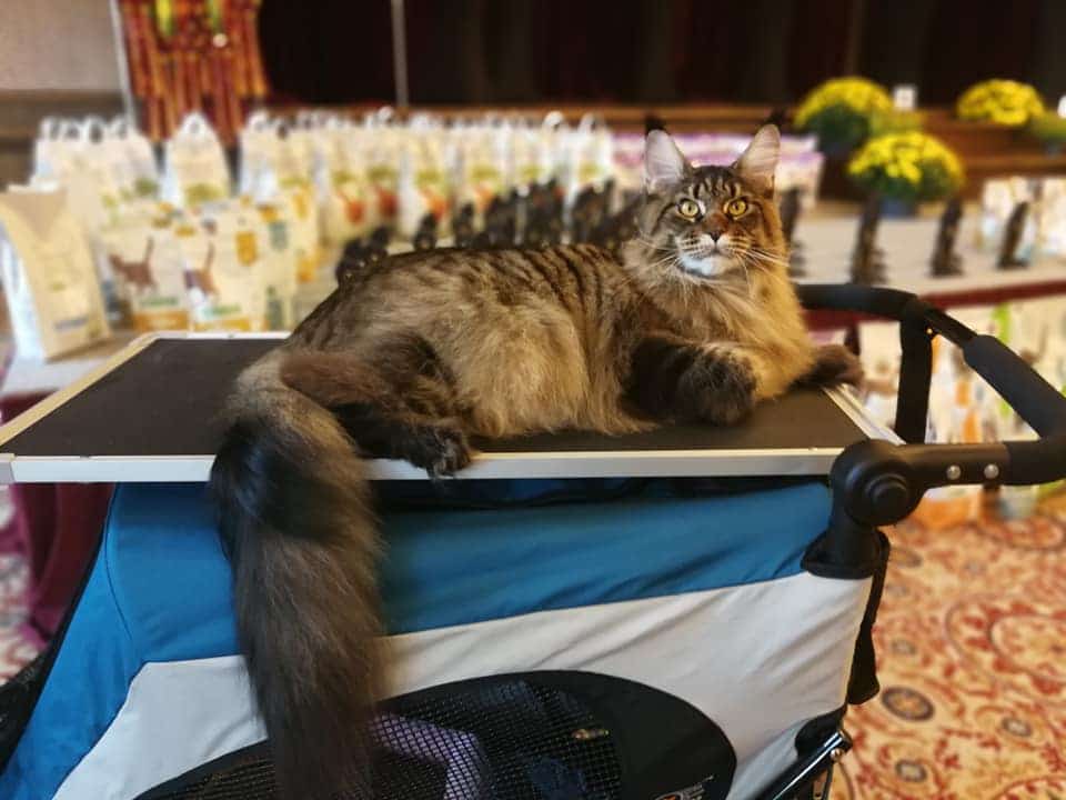 Wyjątkowy kot z Olsztyna ze światowym wyróżnieniem!