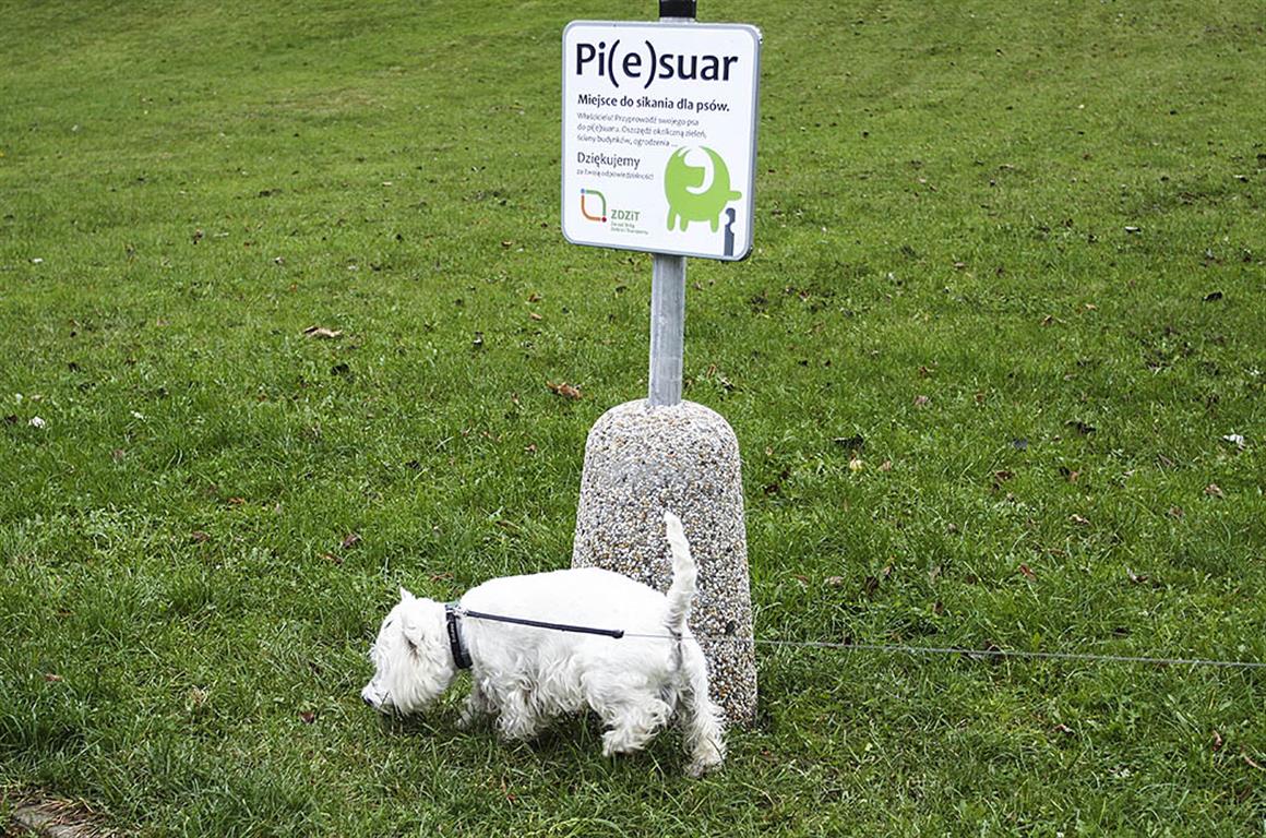 W Olsztynie powstają „PIESuary” czyli miejsca do sikania dla psów