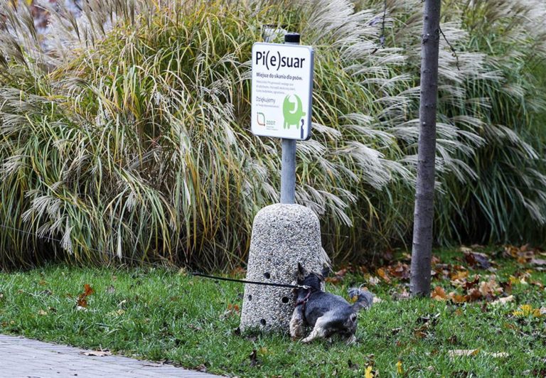 W Olsztynie powstają &bdquo;PIESuary&rdquo; czyli miejsca do sikania dla ps&oacute;w