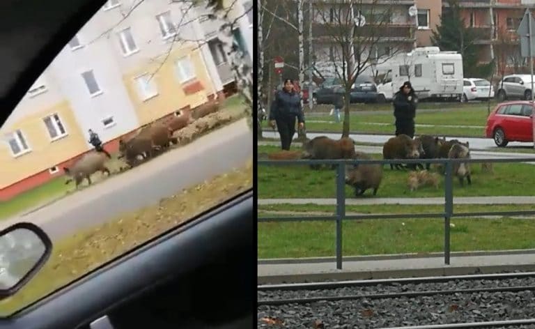 Hit internetu. Straż Miejska gania dziki po osiedlu Jaroty [WIDEO]
