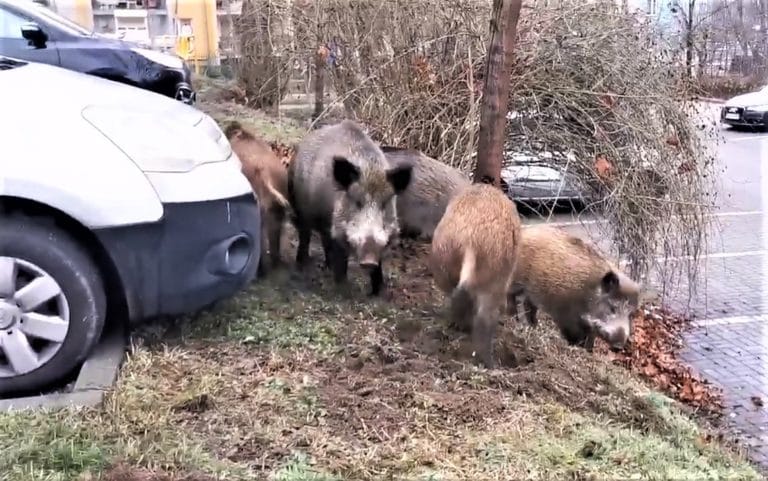 Przeganiał dziki wołając &bdquo;sio&rdquo;. &bdquo;Gdzie świnio tu się pasiesz?&rdquo;