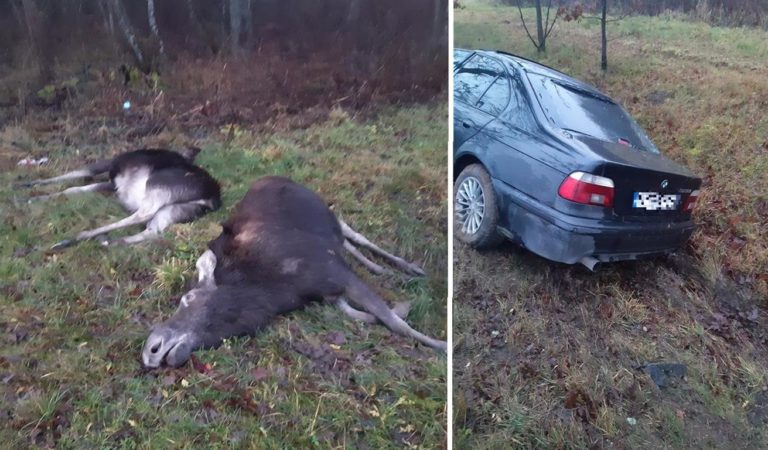 Nie żyją dwa łosie potrącone przez BMW