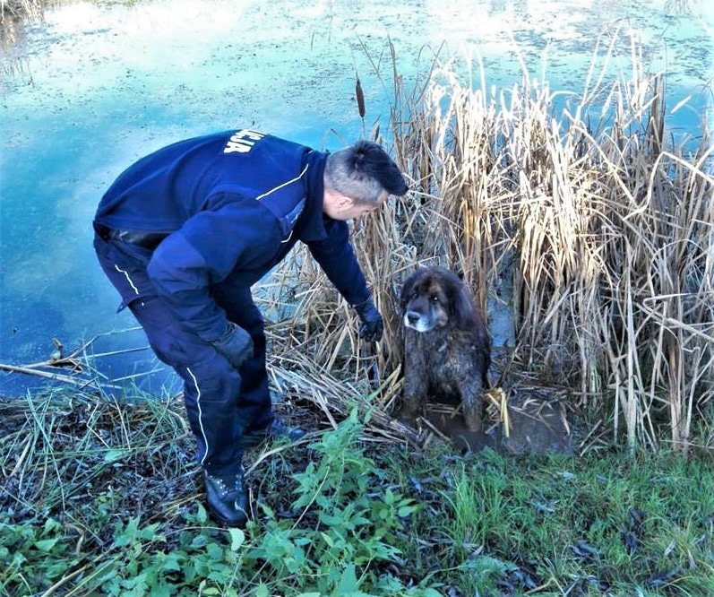 Policjanci uratowali życie psu. Zdążyli w ostatniej chwili