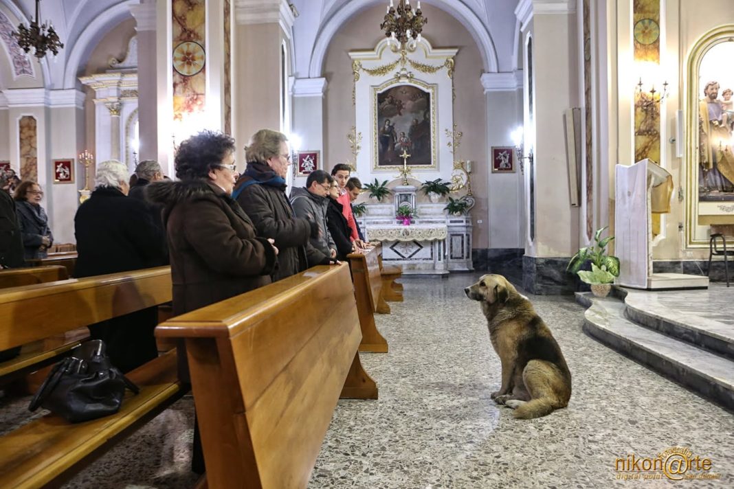 Olsztyński ksiądz podczas mszy będzie prezentował bezdomne psy i promował ich adopcję