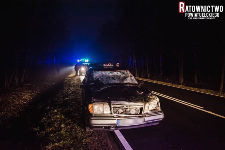 Wypadek drogowy z udziałem łosia na DK 16. Kierowca w szpitalu, zwierzę połamane w rowie