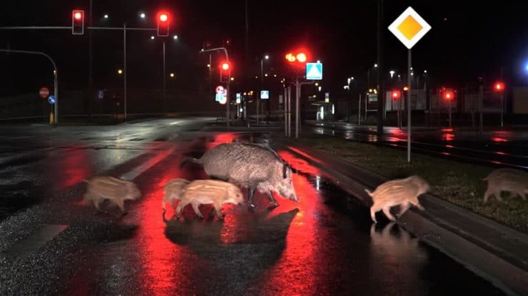 Ogromna wataha dzik&oacute;w grasuje po Jarotach. Niczego się nie boją. Mają tu lepiej jak w lesie