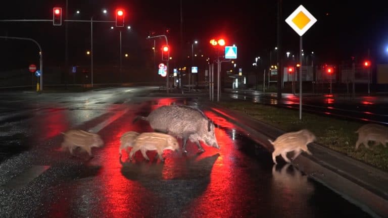 Ogromna wataha dzik&oacute;w grasuje po Jarotach. Niczego się nie boją. Mają tu lepiej jak w lesie