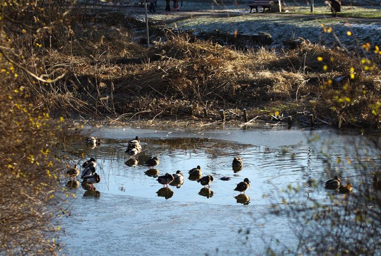 Wyrzuciła płód do stawu. Trwa postępowanie wobec nastolatki
