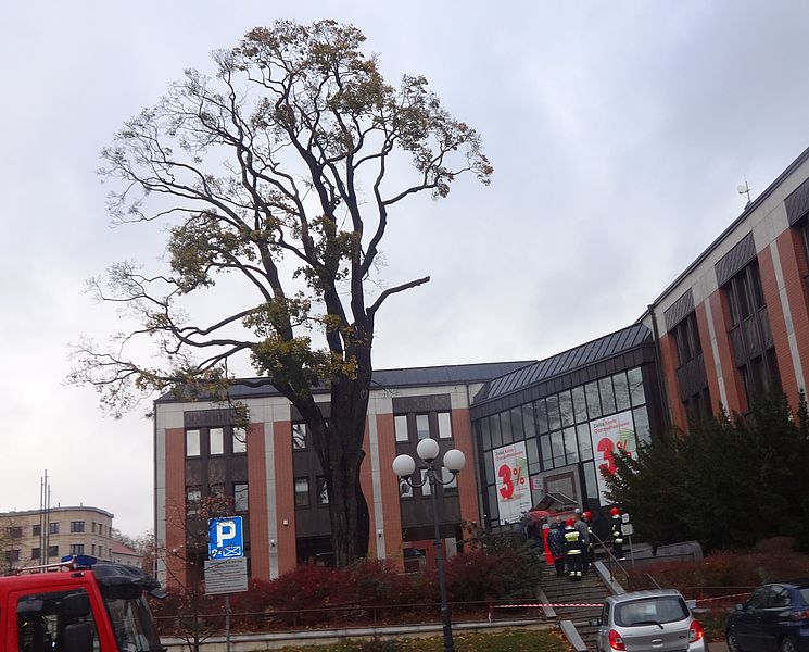 Urzędnicy zgodzili się na wycięcie charakterystycznego drzewa w centrum Olsztyna