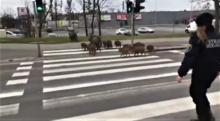 Dziki szły już do Lidla. Tym razem wybrały się do Kauflandu, ale pod okiem strażnik&oacute;w miejskich