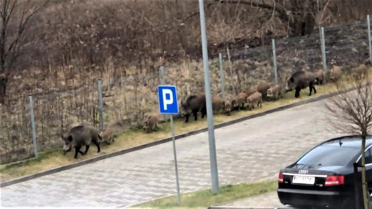 Dziki ryją na ul. Minakowskiego. Nagranie od czytelnika