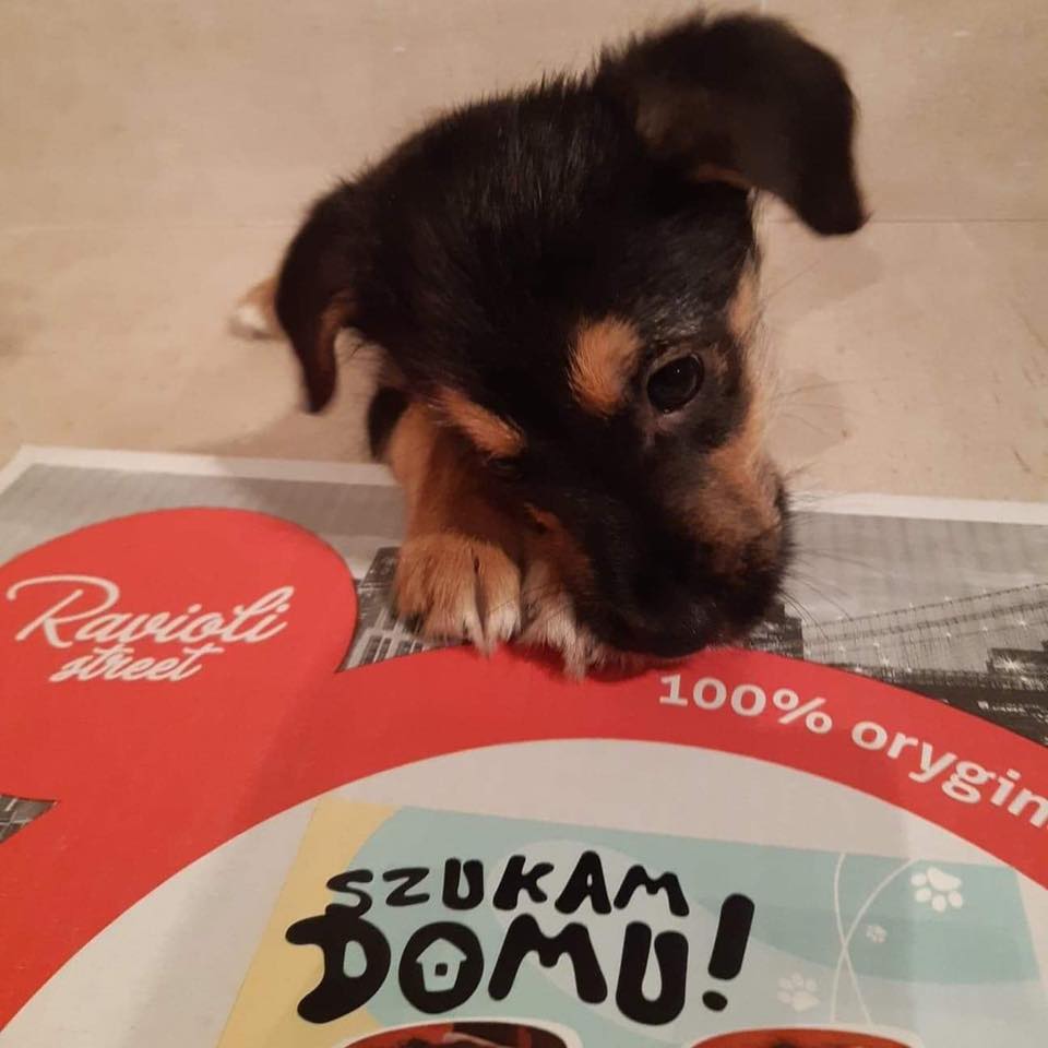 Informacje o psie do adopcji na pudełkach z pizzą