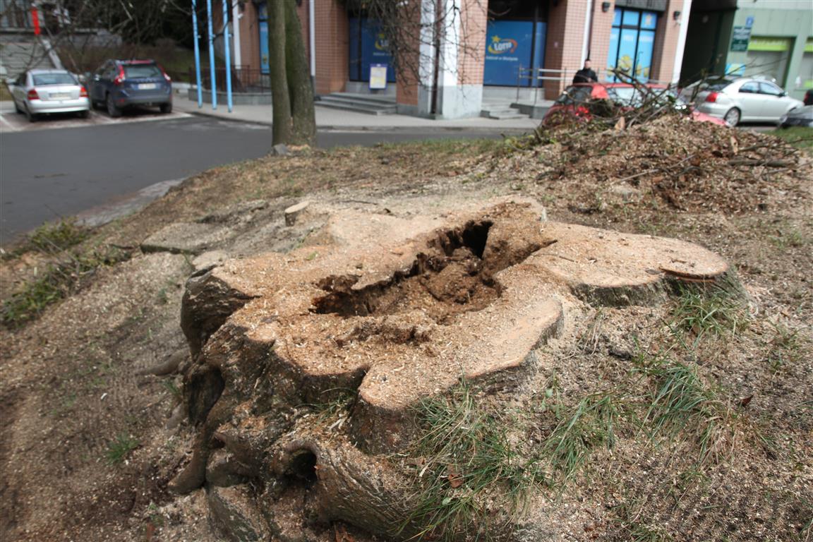 Trwa masowe wycinanie drzew w Olsztynie. Wycięte zostanie aż 1100 drzew