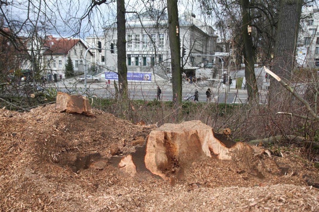 Trwa masowe wycinanie drzew w Olsztynie. Wycięte zostanie aż 1100 drzew
